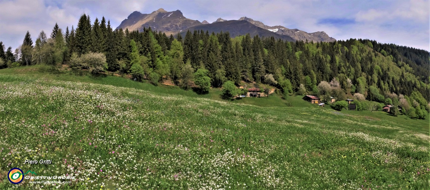57 Ai prati della Pigolotta, , persa la fioritura dei crocus, mi godo lo spettacolo di tanti altri fiori.jpg